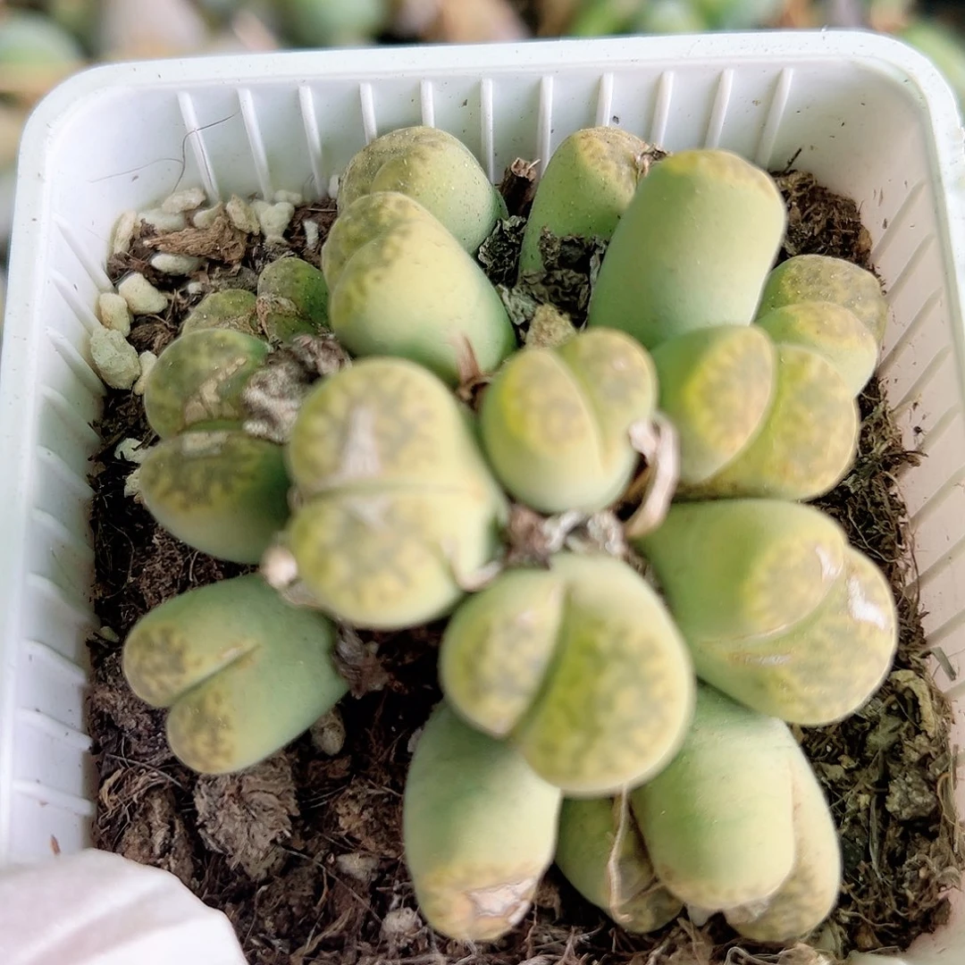 2000 好养易活生石花大母本