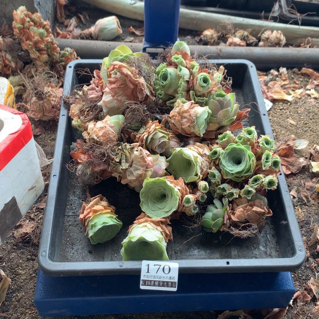 基地清棚福利款170