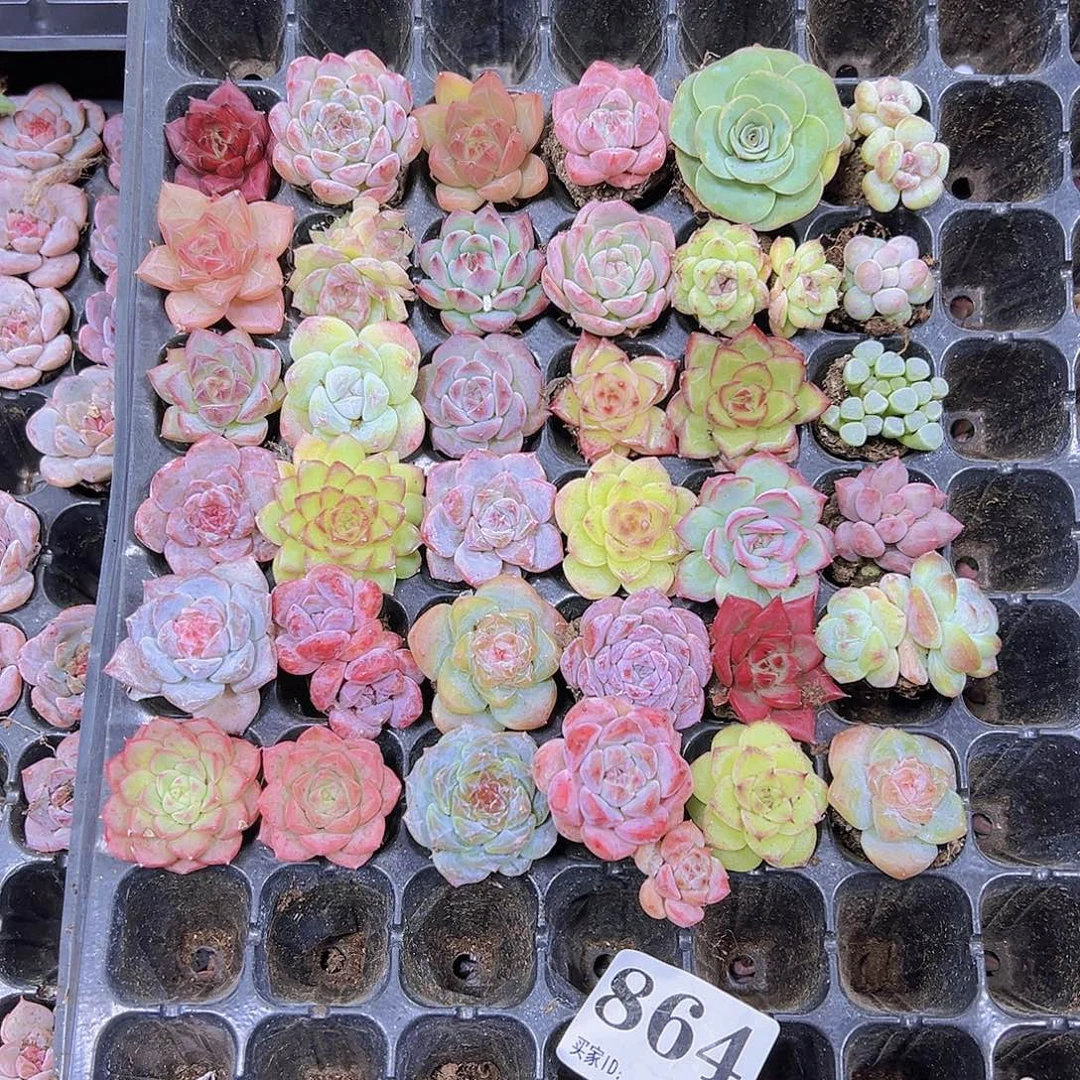 864小苗组合36个多肉植物