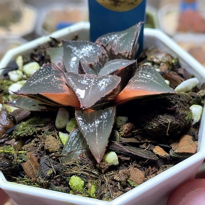 510酒吞錦特選福利