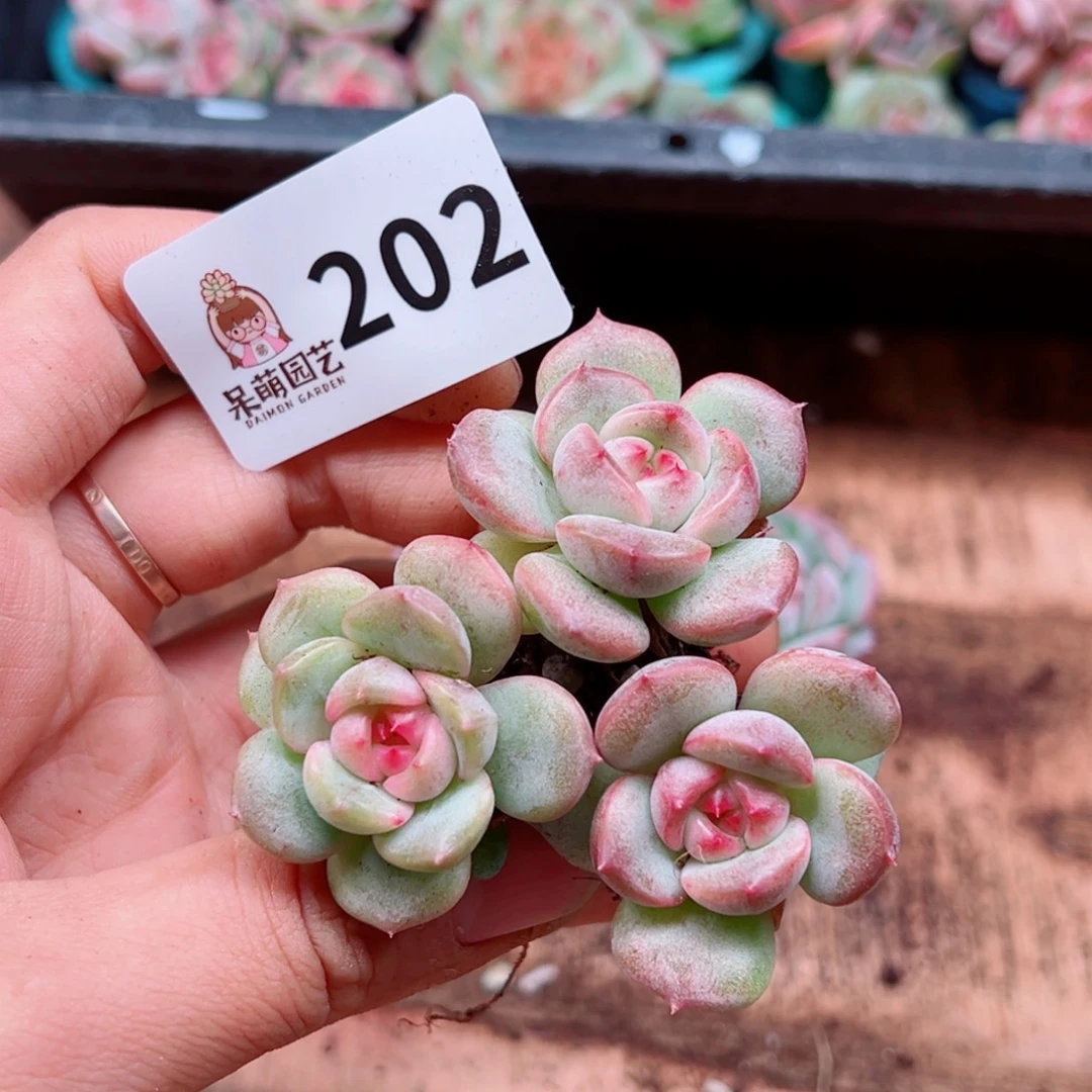 多肉植物多肉植物