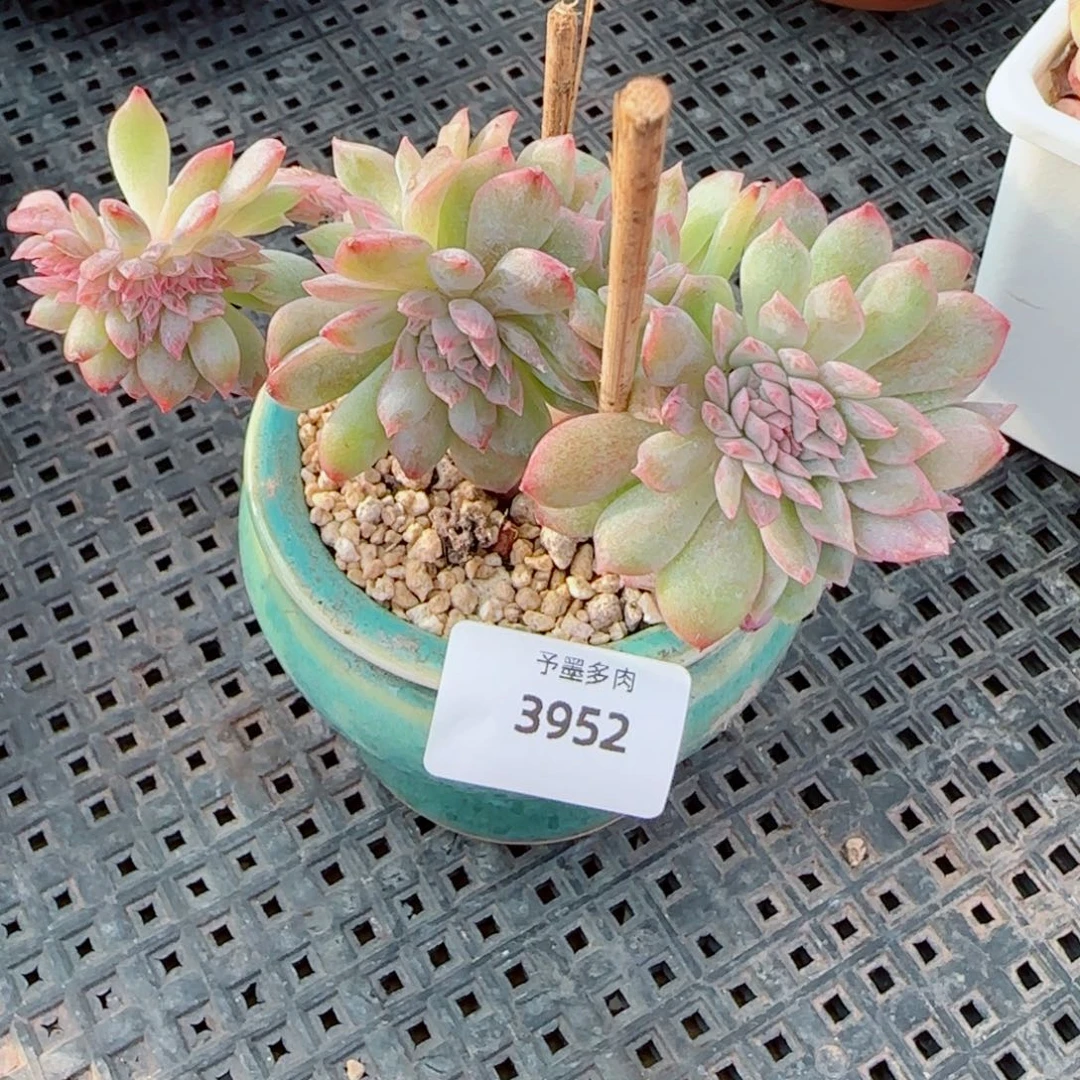 冰魄小树缀，3952多肉植物
