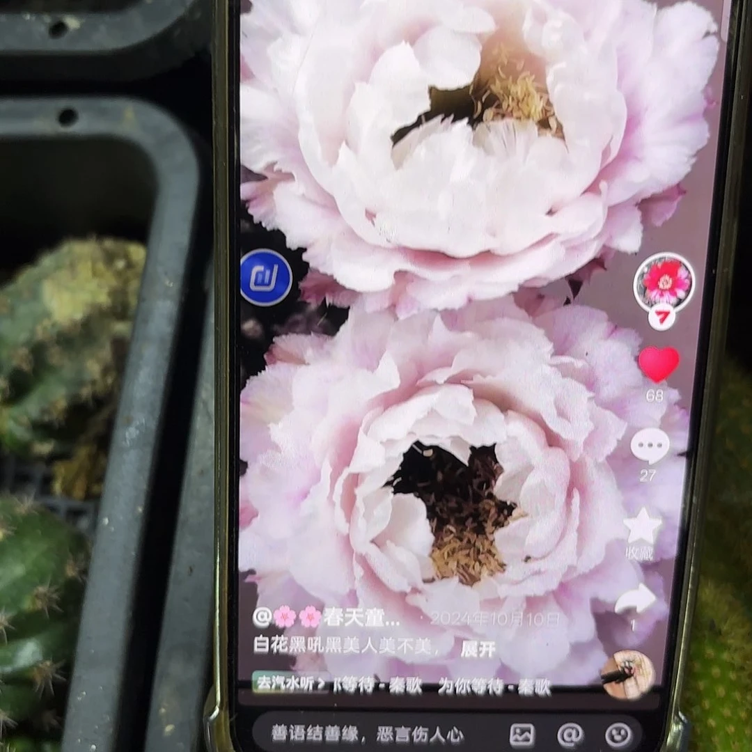 无根侧牙20包邮黑美人18