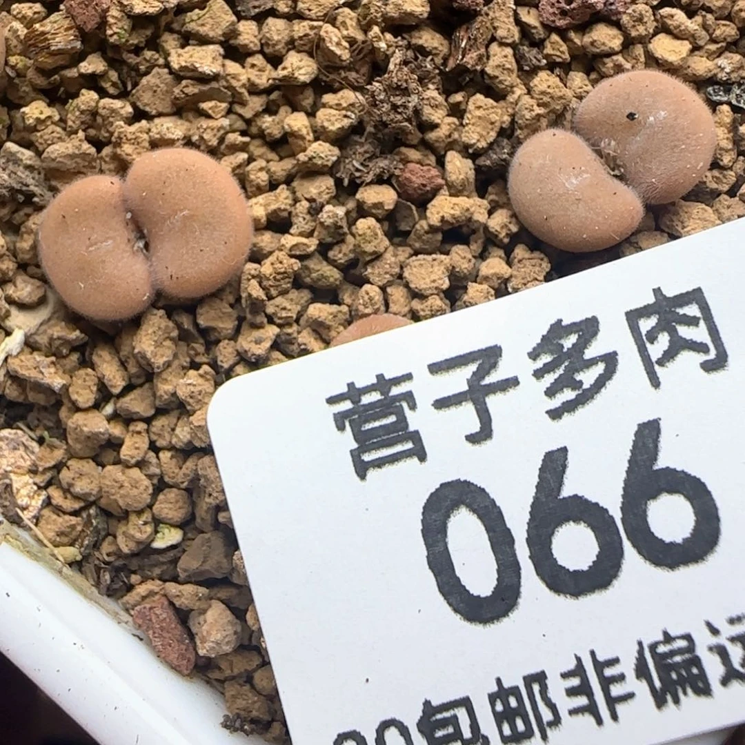 依***彪D毛球两颗双头脱土。