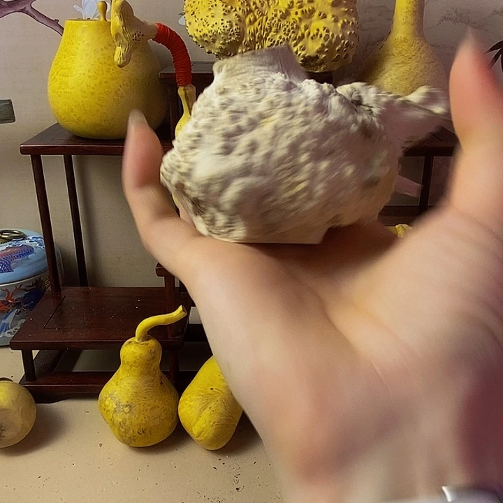 一***顺黄杨木等多种木材