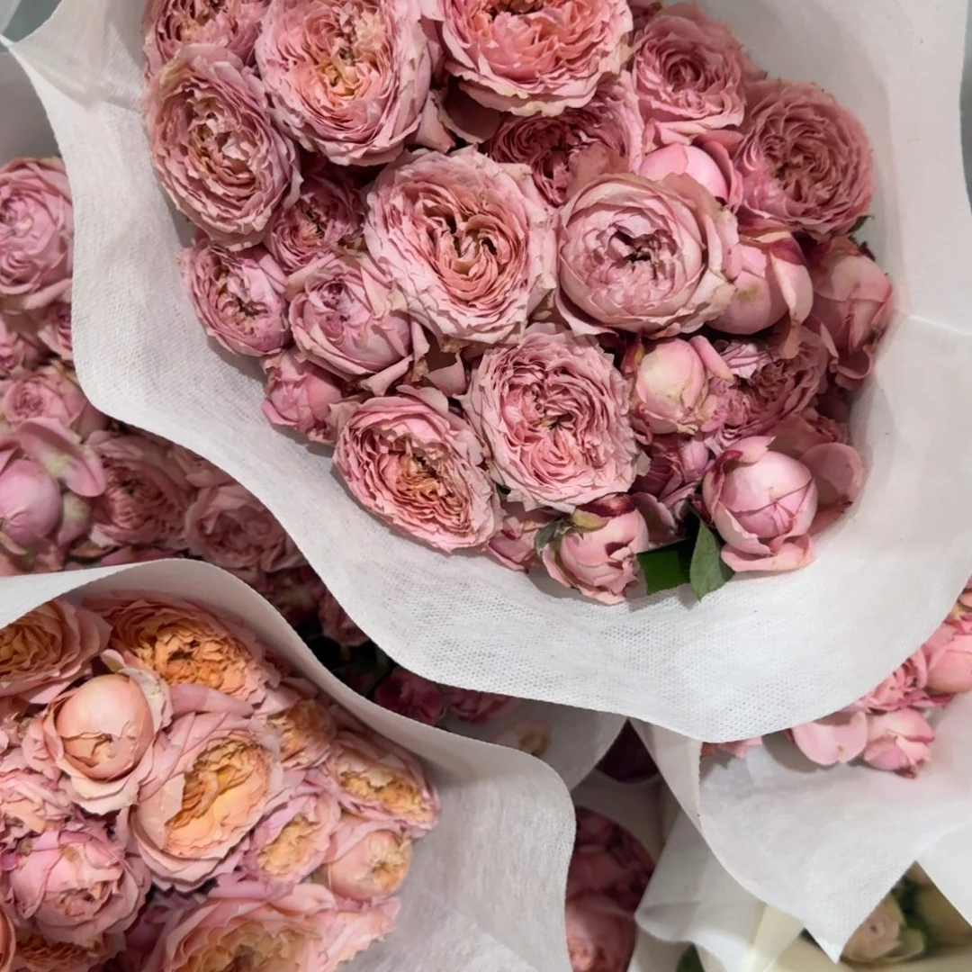 朱丽叶塔2扎包邮。