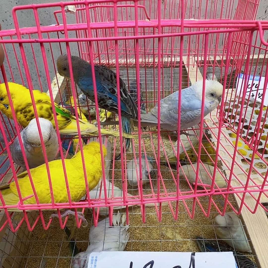 虎皮鹦鹉一只白色