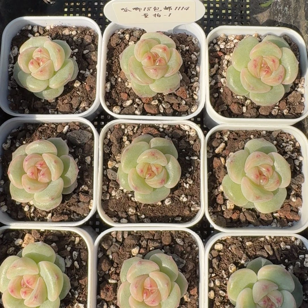 1114-01-小桃红单头一颗