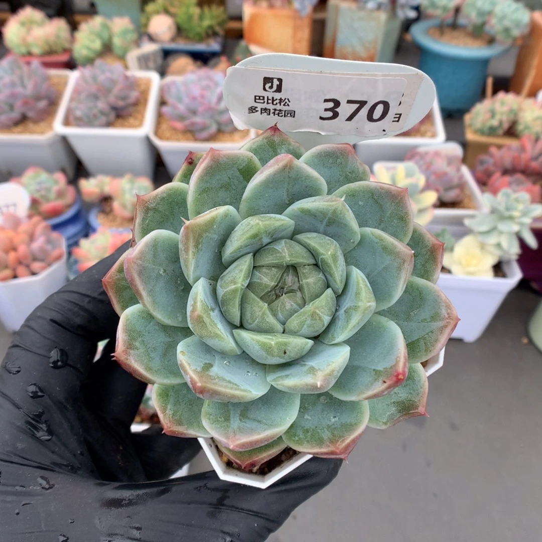 370 暗纹珍妮冰魄