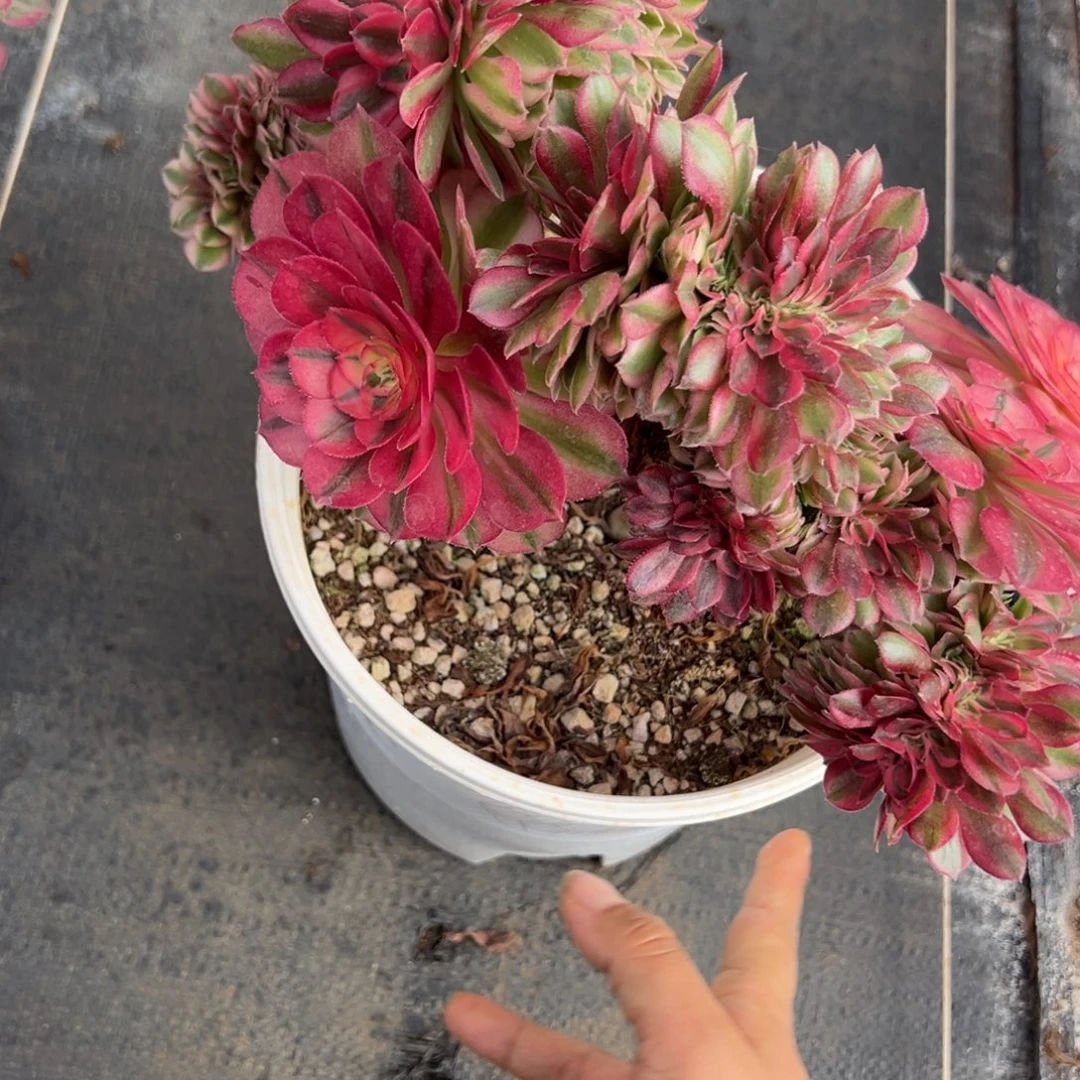 62荔枝缀的牛肉嘻嘻