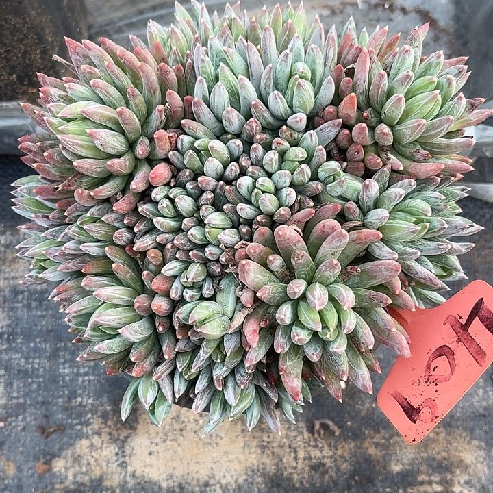 两单包邮，一物一拍409炫彩星