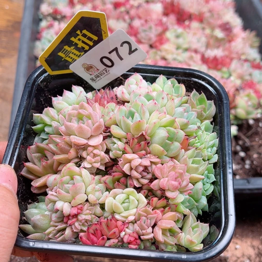 多肉植物多肉植物