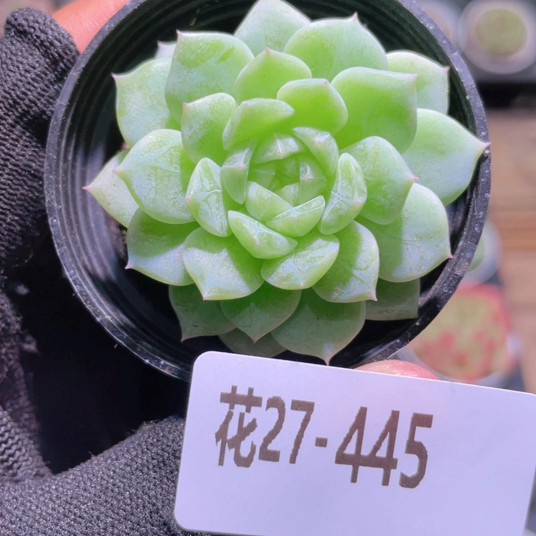 花利美27-445新品