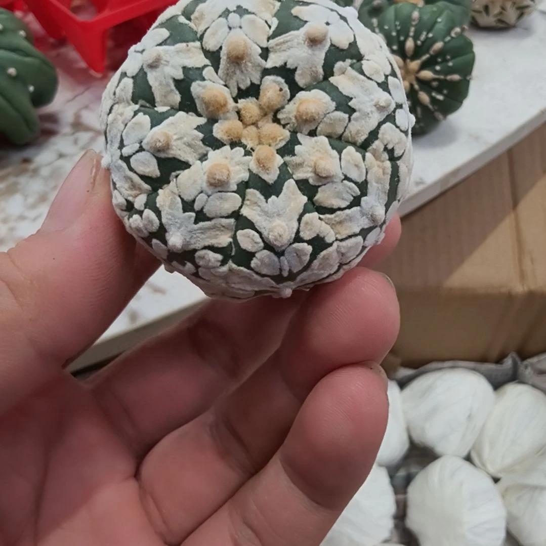 运***儿八爪小章鱼哈哈哈哈