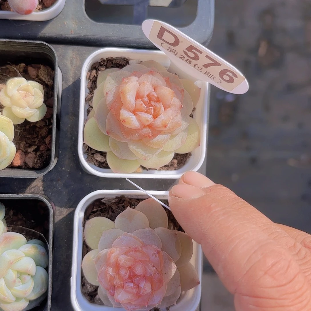 D576弗洛伊德一物一拍