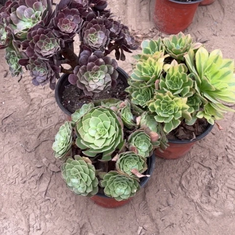 471多肉植物组合，