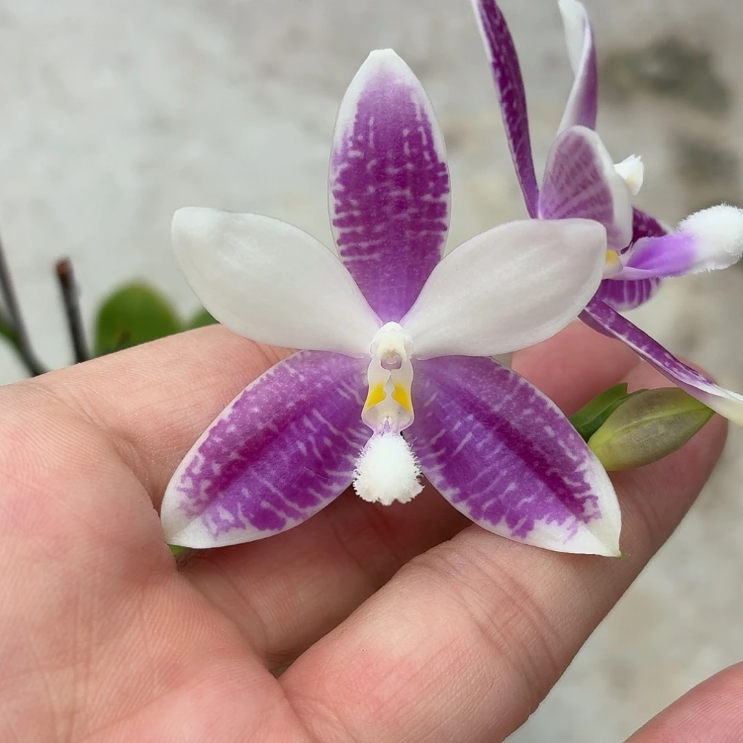 当前无花朵，栽培后可花朵A127雅风哥哥