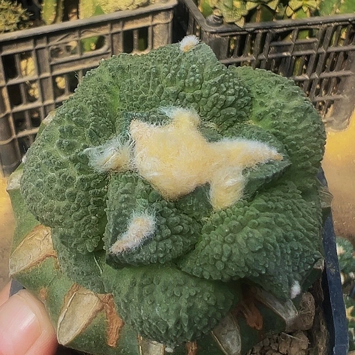 无花朵福利大尤细密尤哥斯拉牡丹923