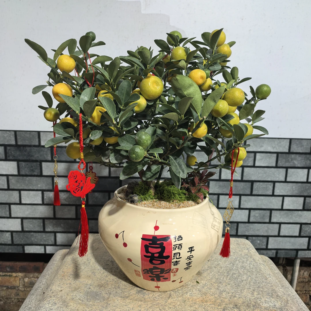 【艺景园花花公子专用】年宵花金旦造型盆景老桩好养勤花