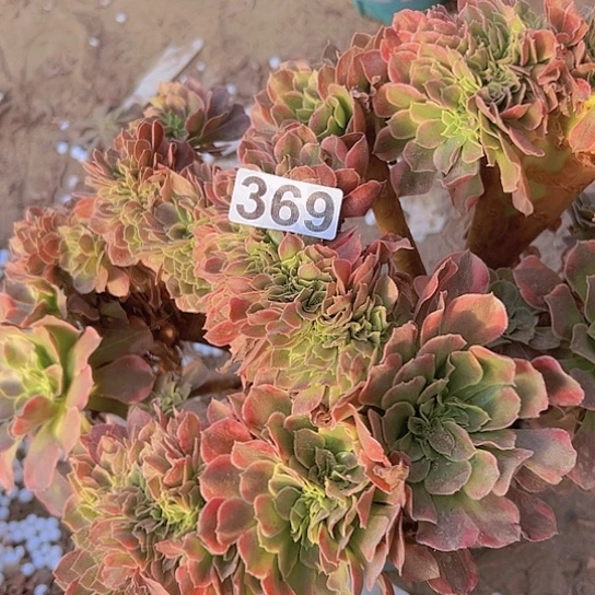 卫***国多肉植物一个香非