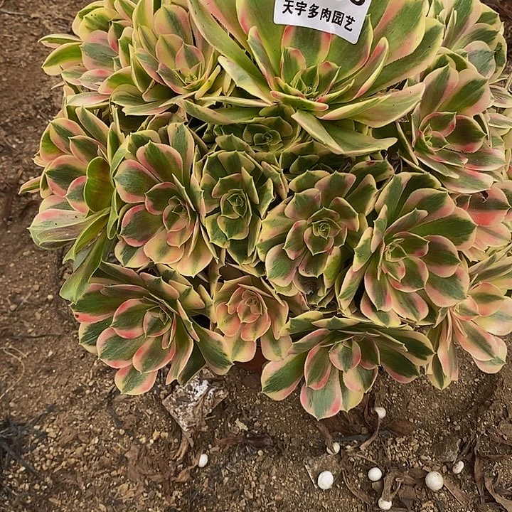 多肉植物七彩188多肉