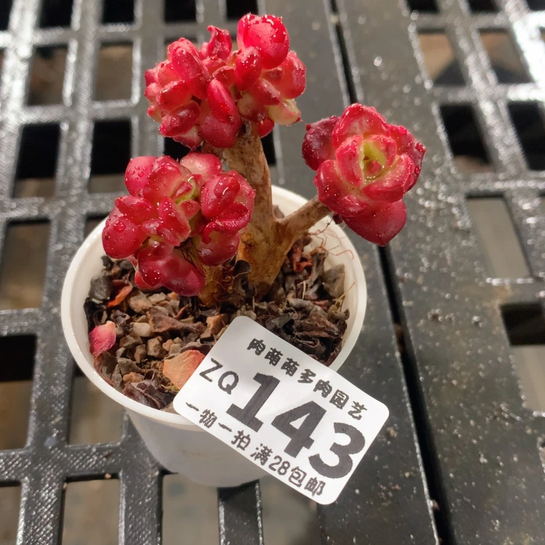 肉萌萌拇指盆精控多肉ZQ143