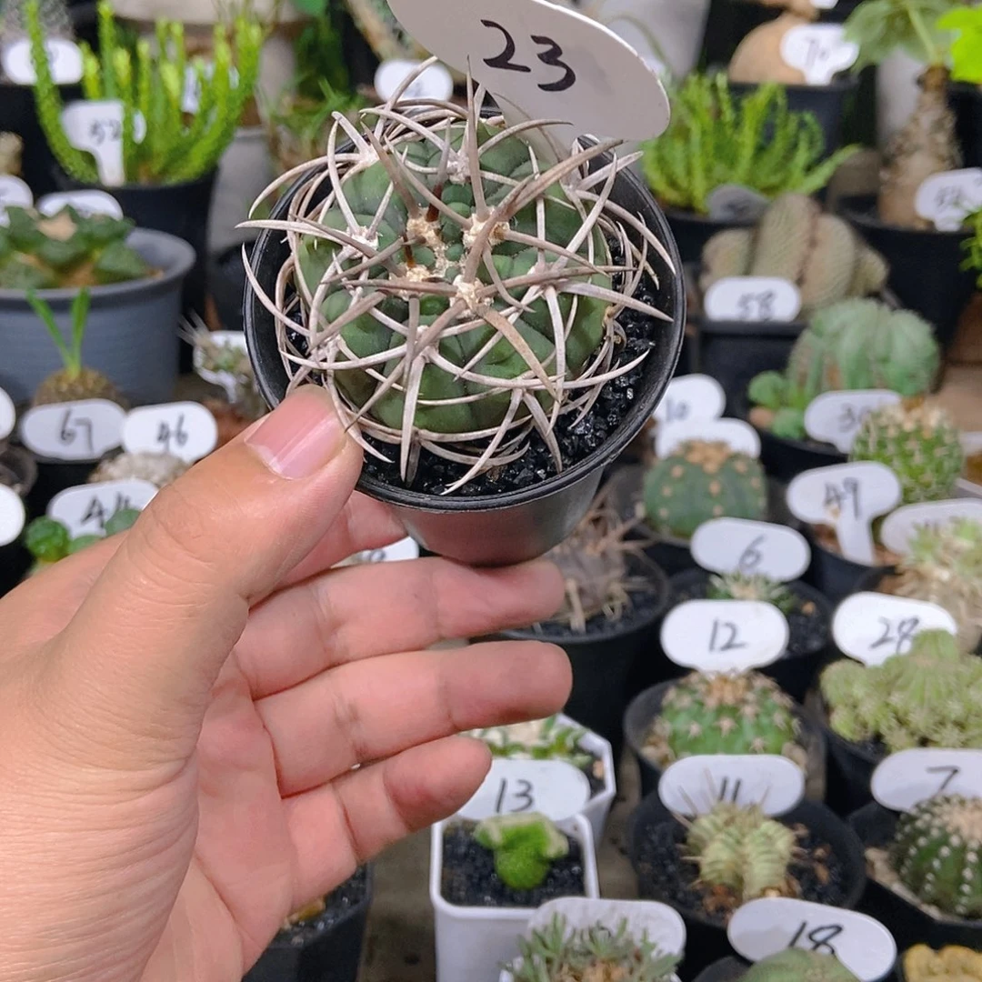 碧岩玉一个一物一拍