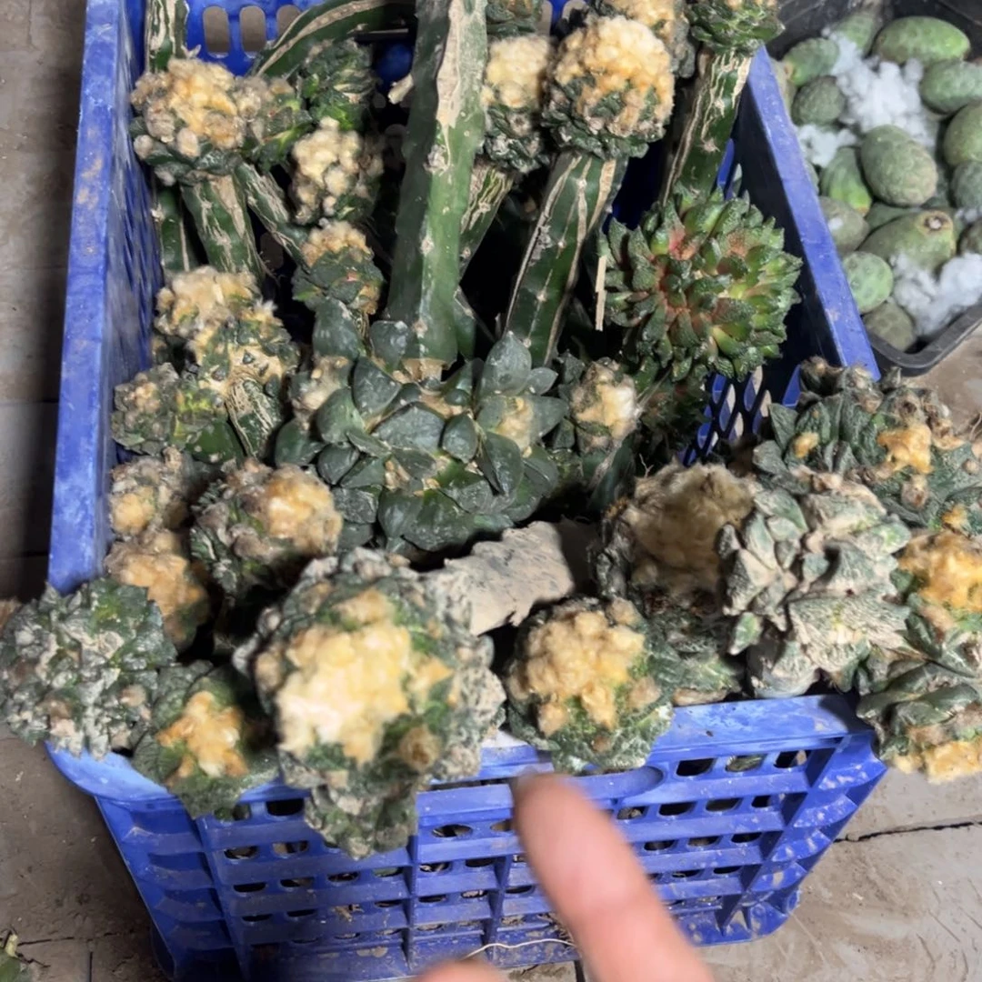 牡丹仙人球开花苗接两个随机发货