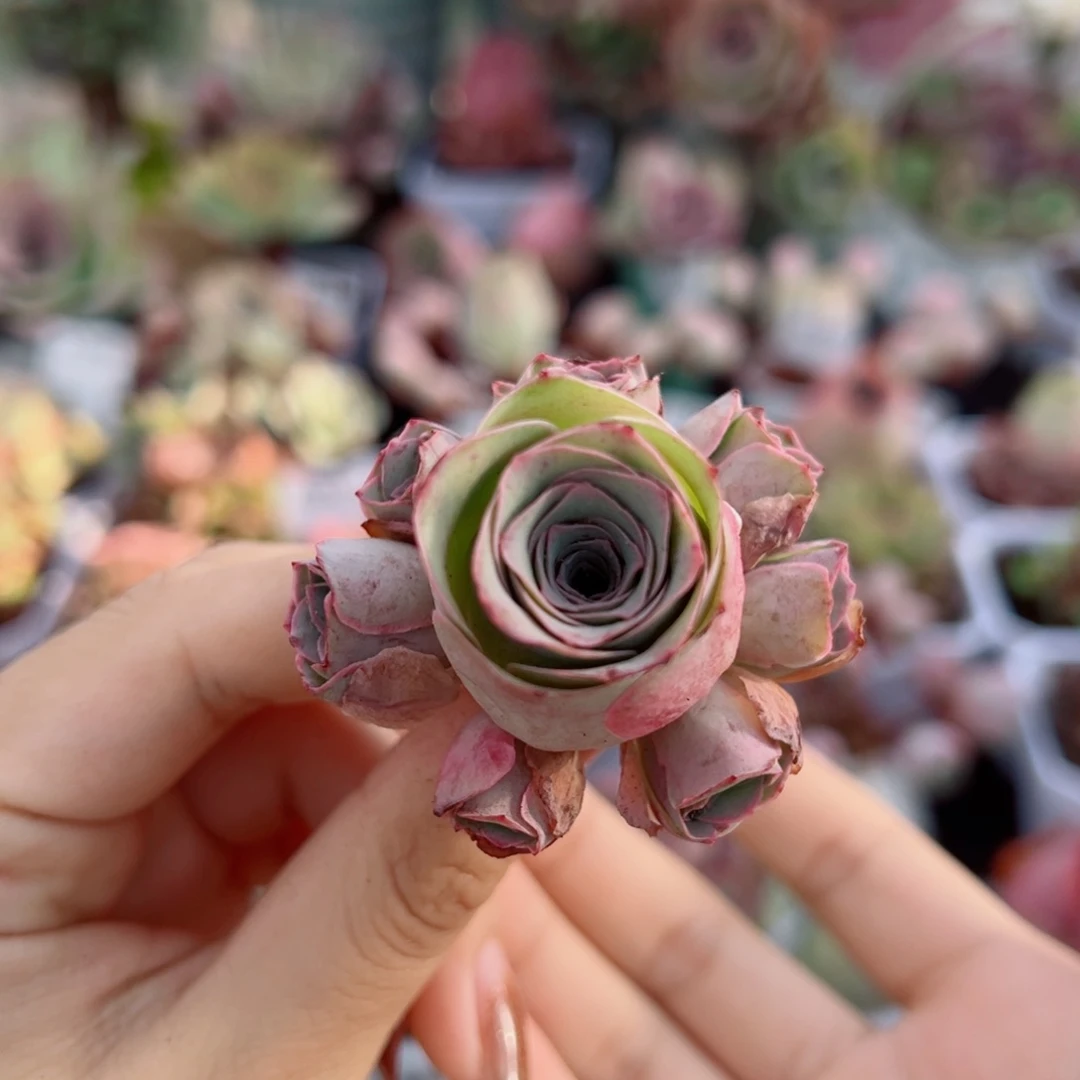 523粉色小手捧。