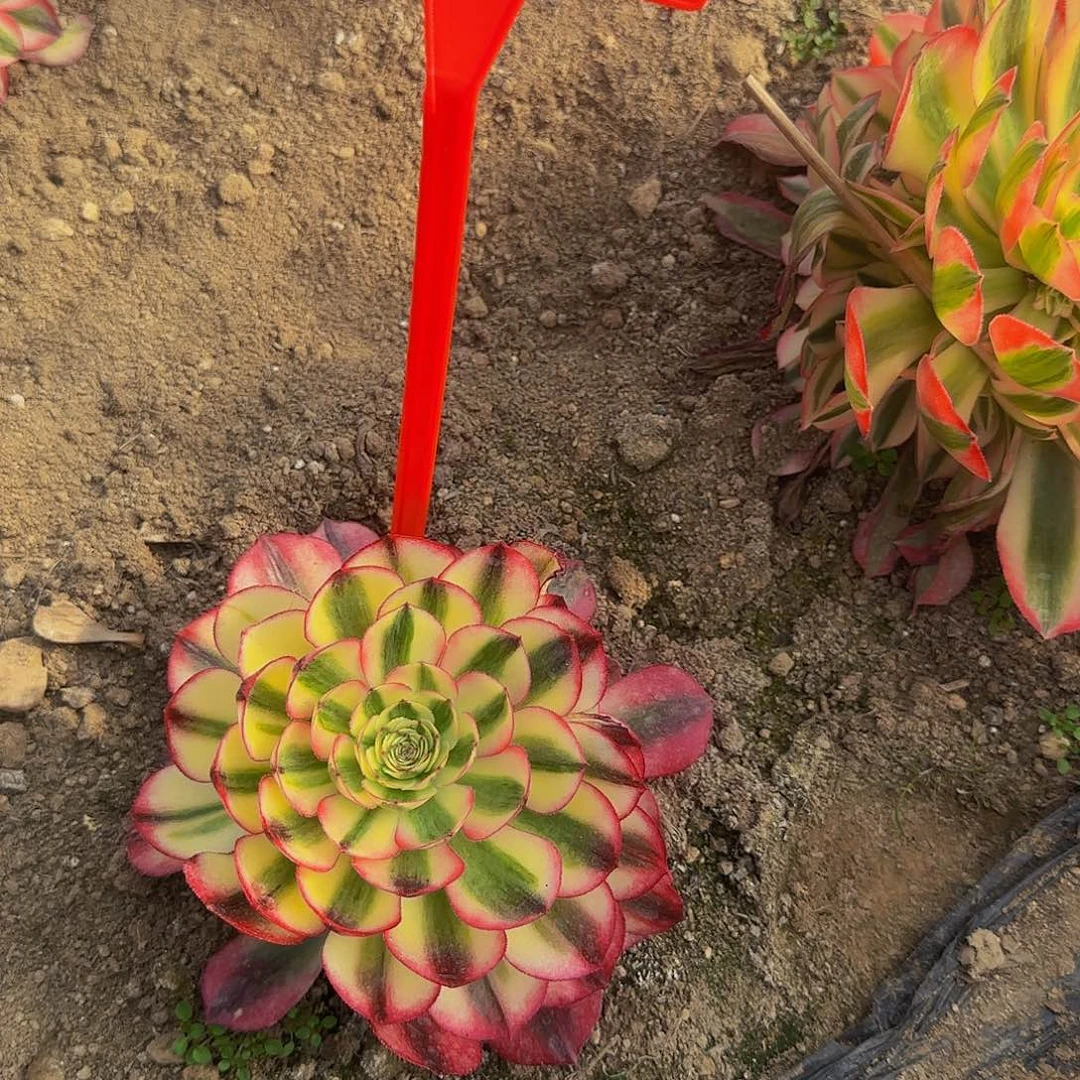 浮*485荔枝多肉哦哦哦