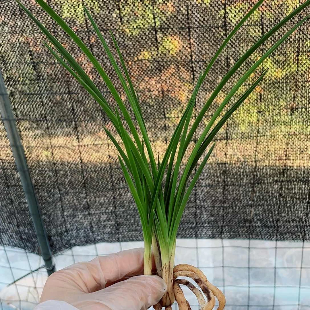 志***息完全开放兰花老化