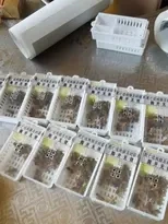 湖北恩施中蜂蜂王强群种王开产王阿坝产卵王土蜂开产新王蜜蜂蜂王