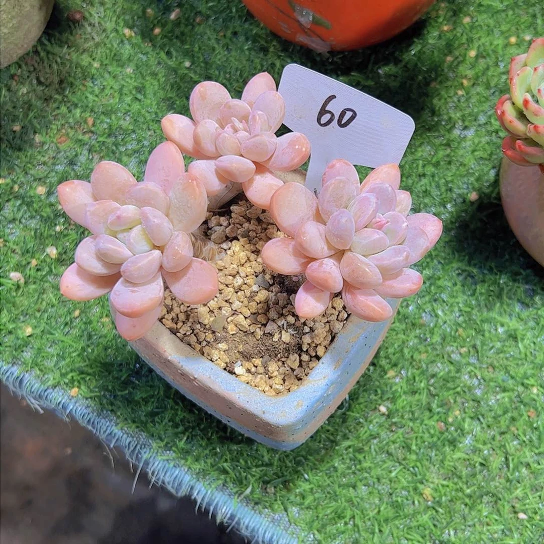 A***n60香玉。。。。。。。