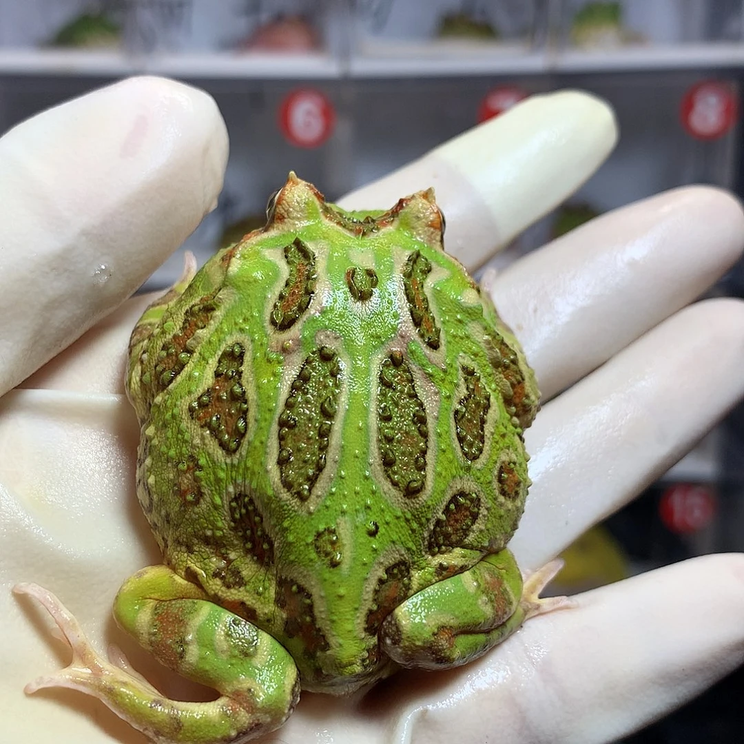 角蛙2299 绿角小公