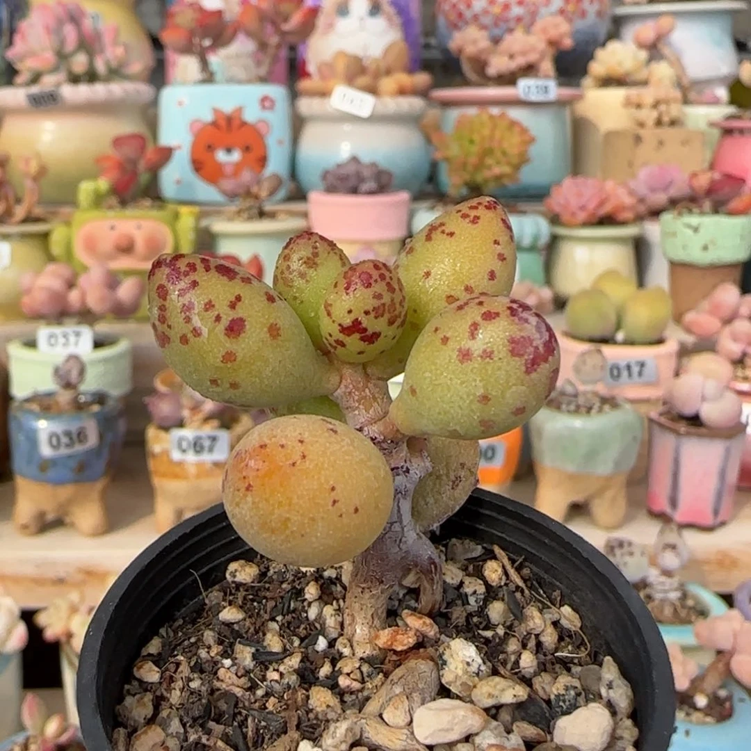 小金鱼 一物一拍不含盆