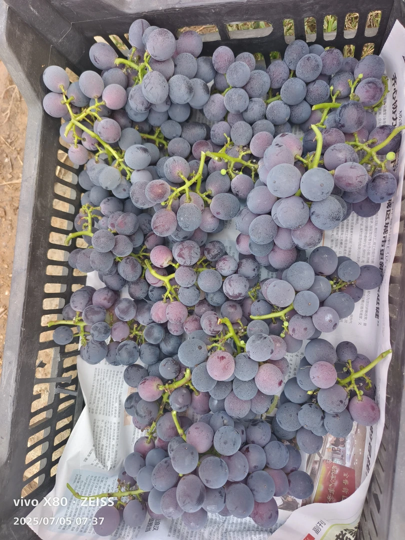 正宗新鲜巨峰葡萄整串采摘当季美味水果