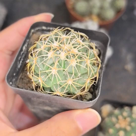 实生钢钉直径4带盆土