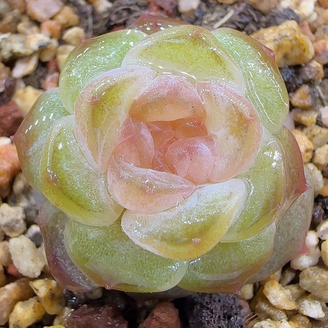 175特一颗【满29包邮非偏远】