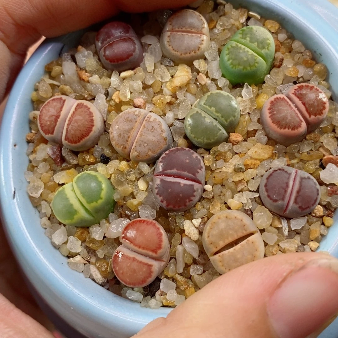 明****肥裸根花花花花37号