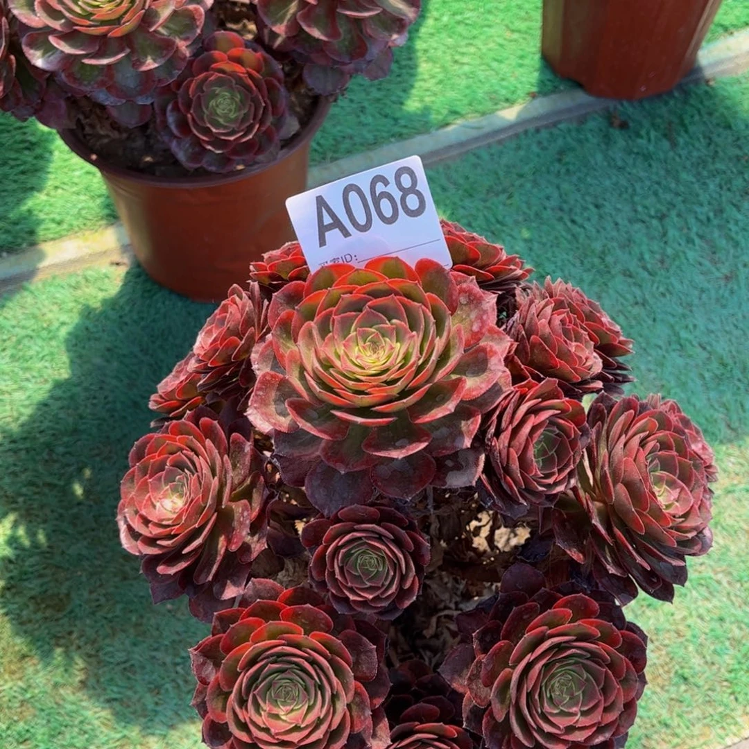 火狐0000000000068