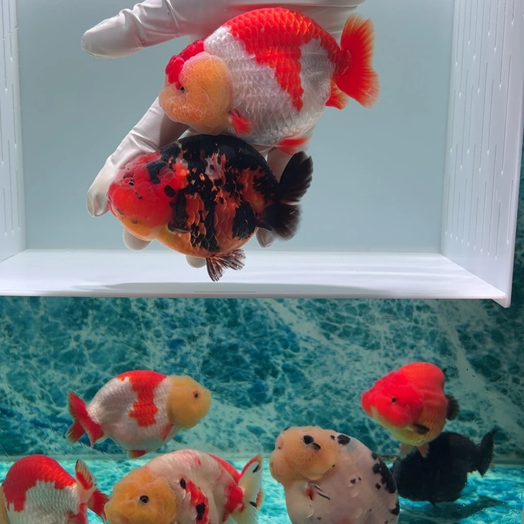 金鱼虎和红顶红白