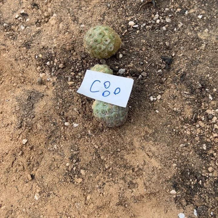 好***jC80三个习之野侧芽10