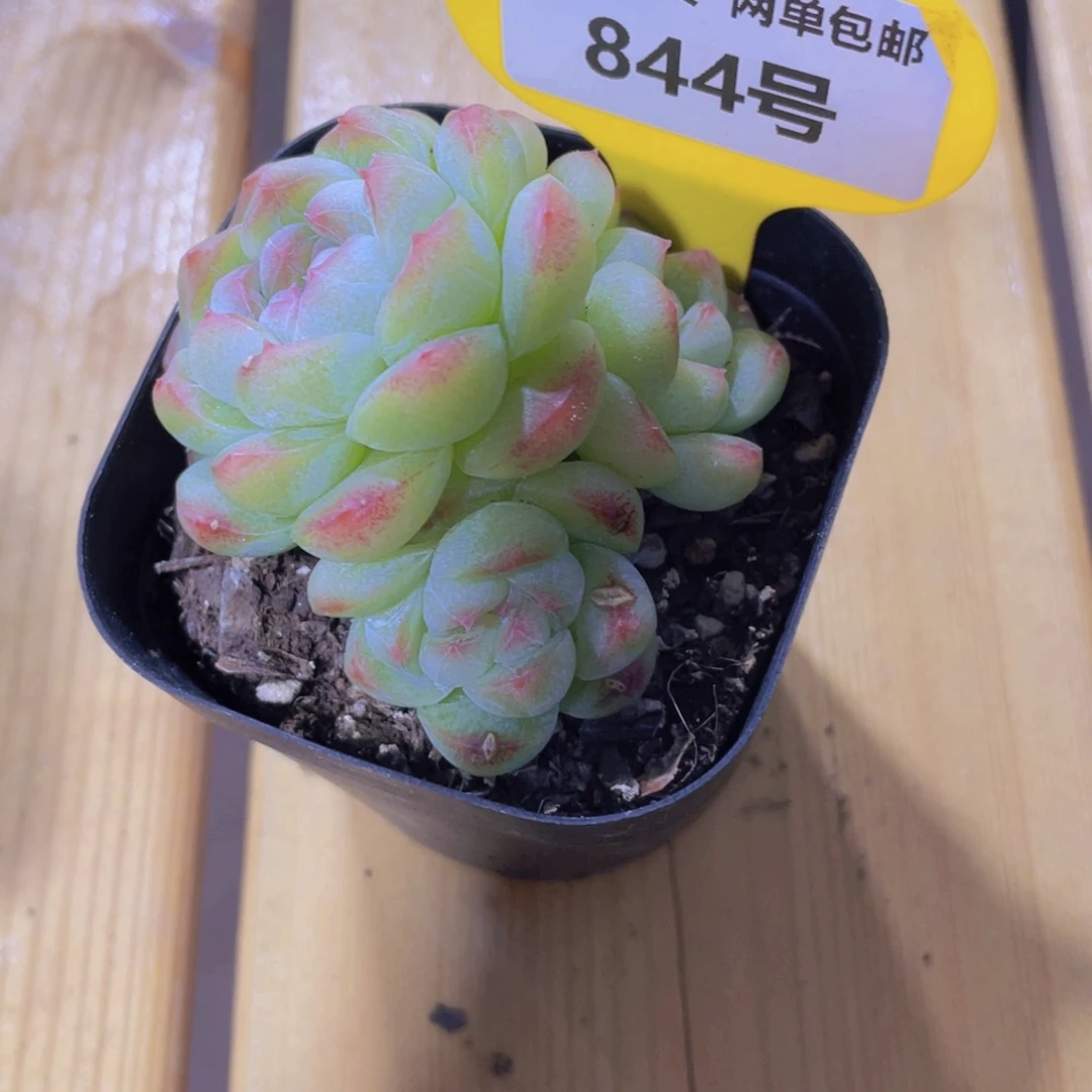 844号 丸叶珍妮白桃汽水多头