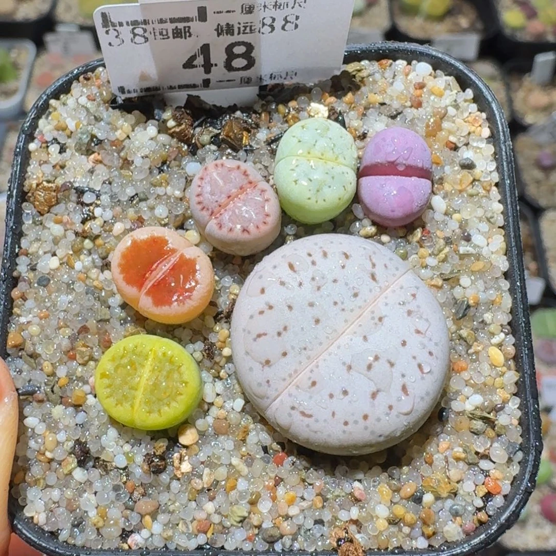 Sss生石花清货了48