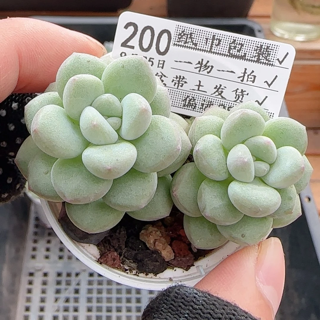 多肉0925--200泡泡糖