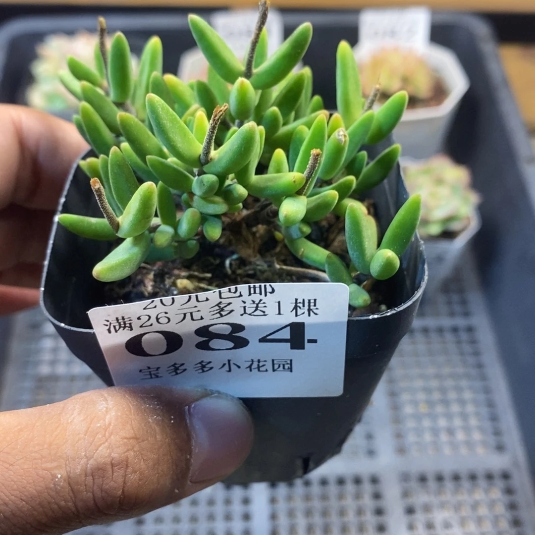 香蕉枝干一物一拍满20包邮满26多送一颗多肉