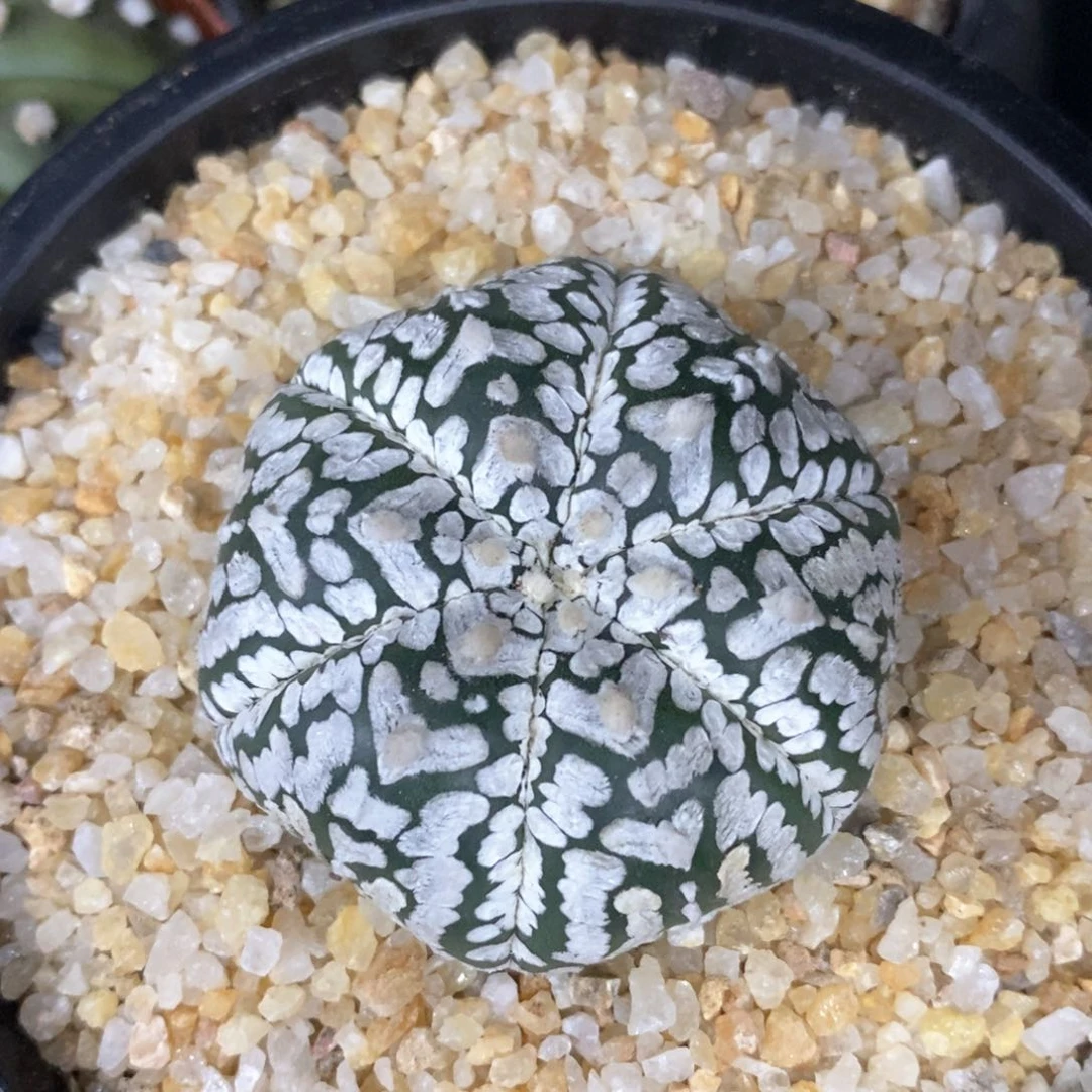 仙人球的世界里有一