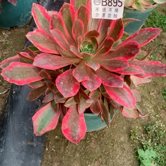 多肉植物女妖895