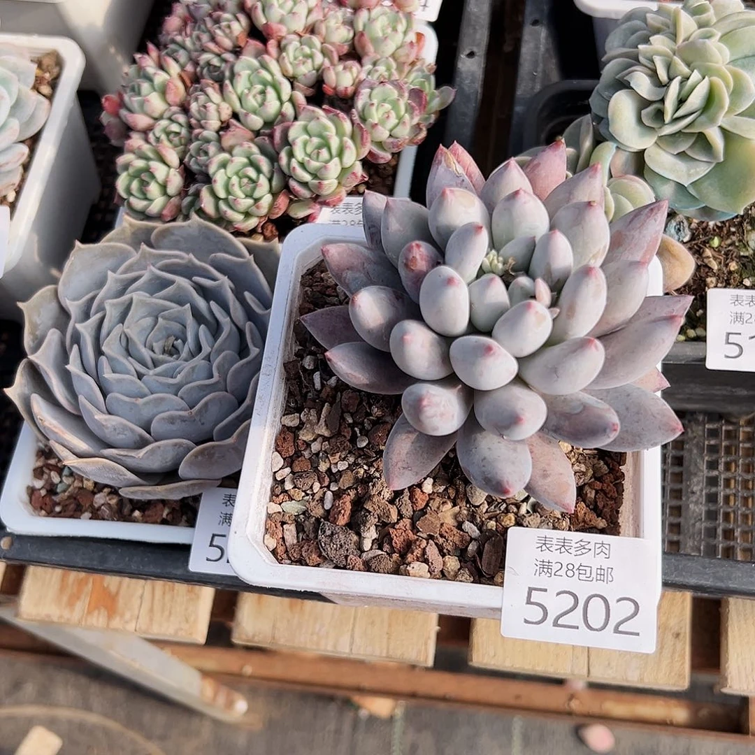 9号我们的确是一5202