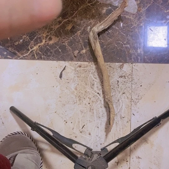 柏木J****邦陈化到位坨坨疙瘩